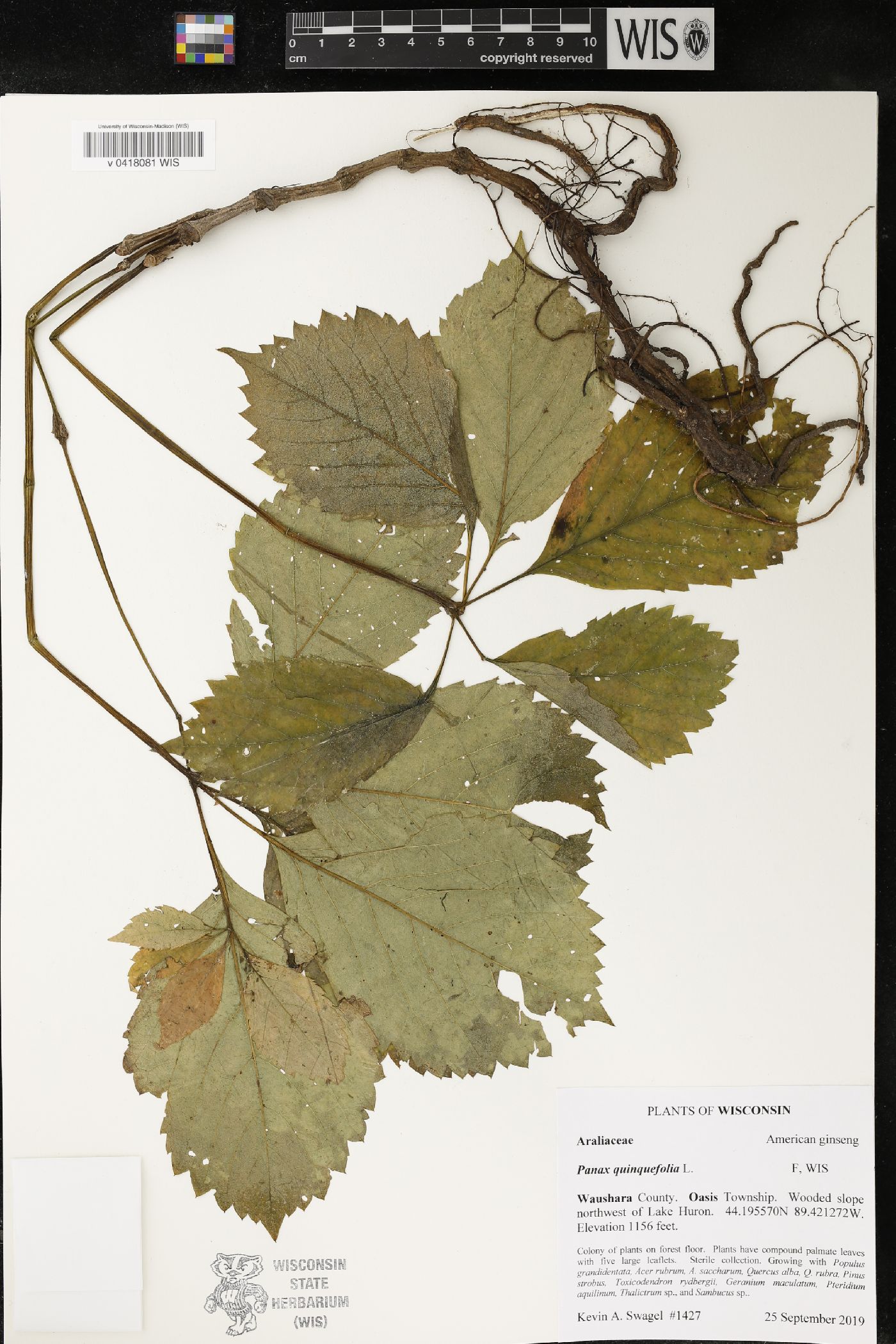 Panax quinquefolius image