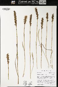 Spiranthes cernua image