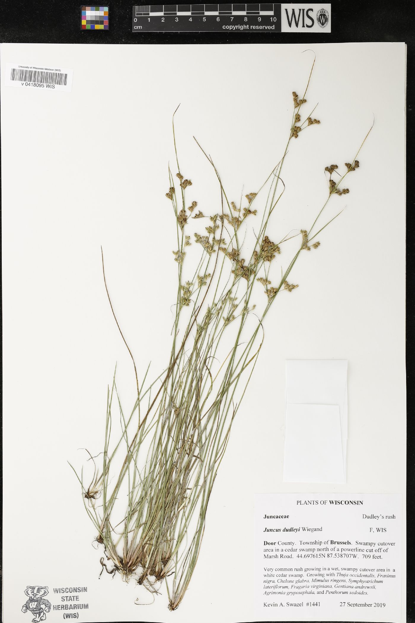 Juncus dudleyi image