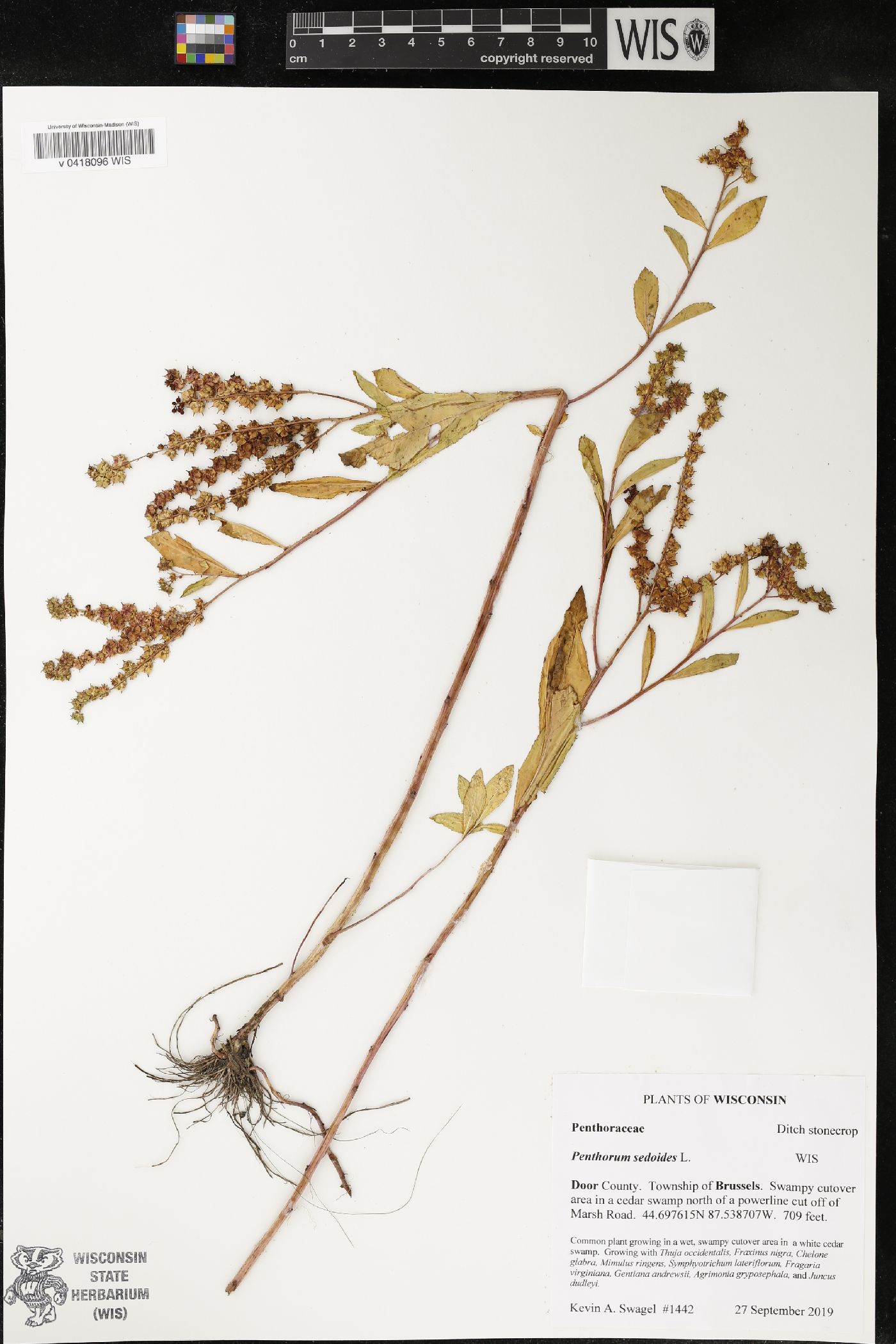 Penthorum sedoides image