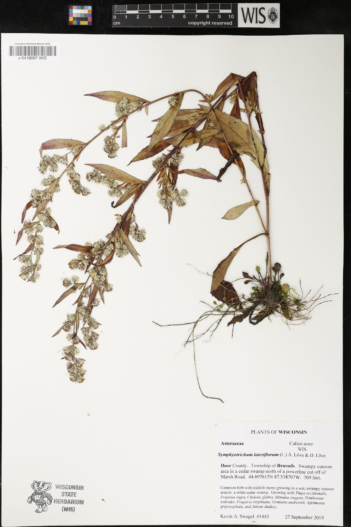 Symphyotrichum lateriflorum image