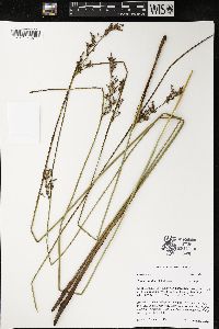 Juncus arcticus image