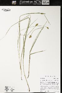 Carex bebbii image