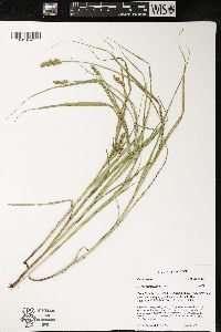 Carex cristatella image