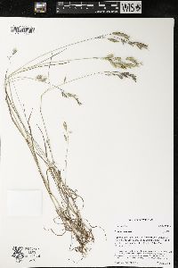 Bromus arvensis image