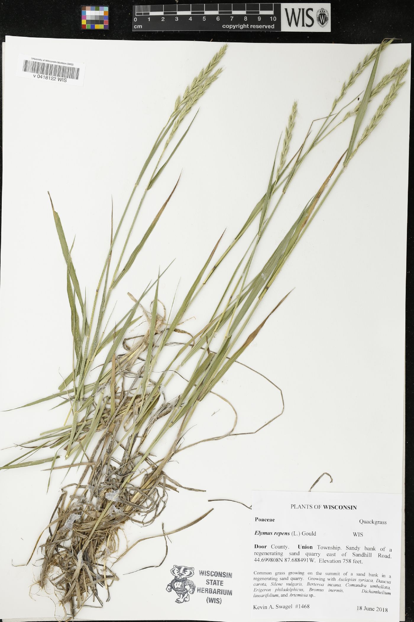 Elymus repens image