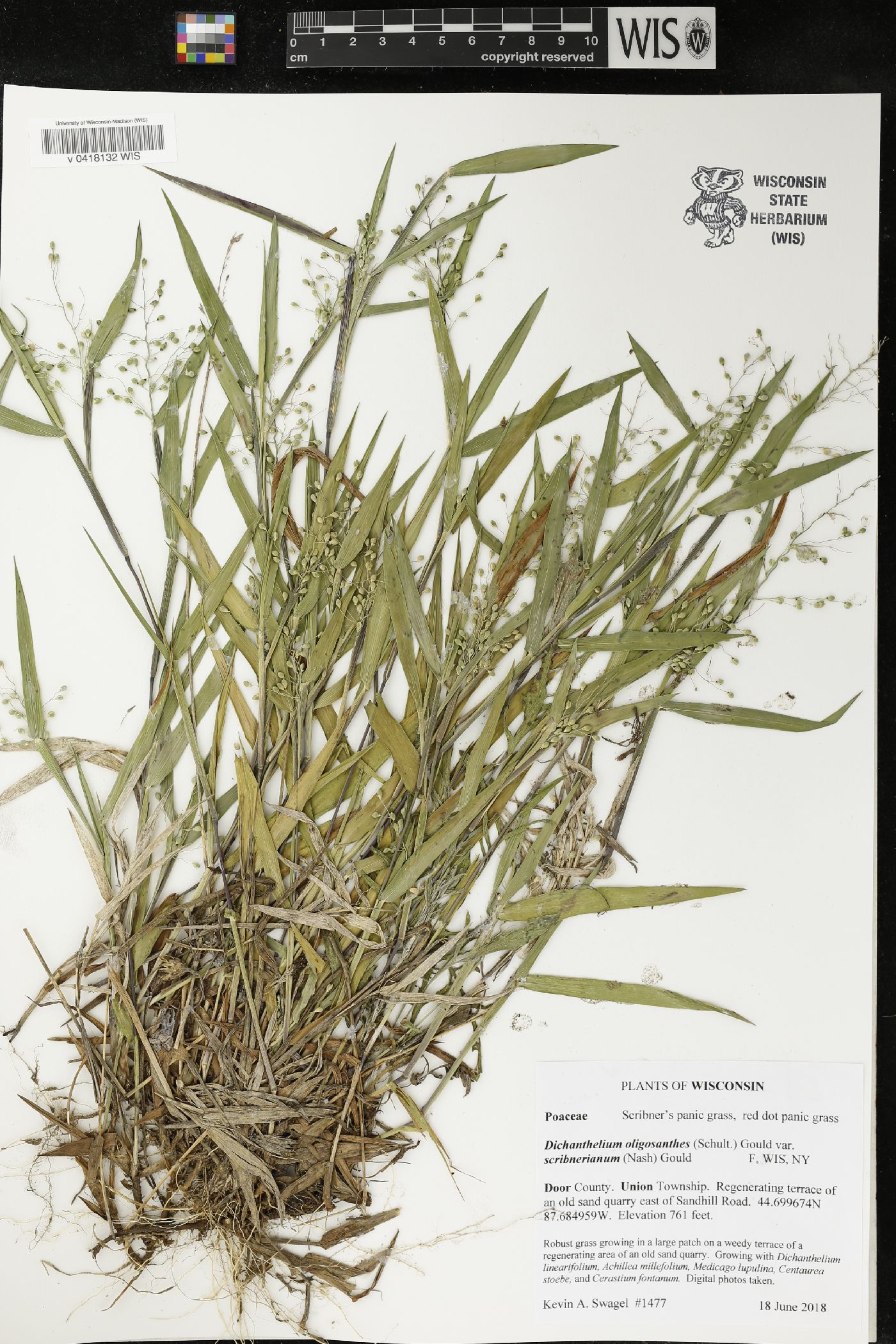 Dichanthelium oligosanthes image