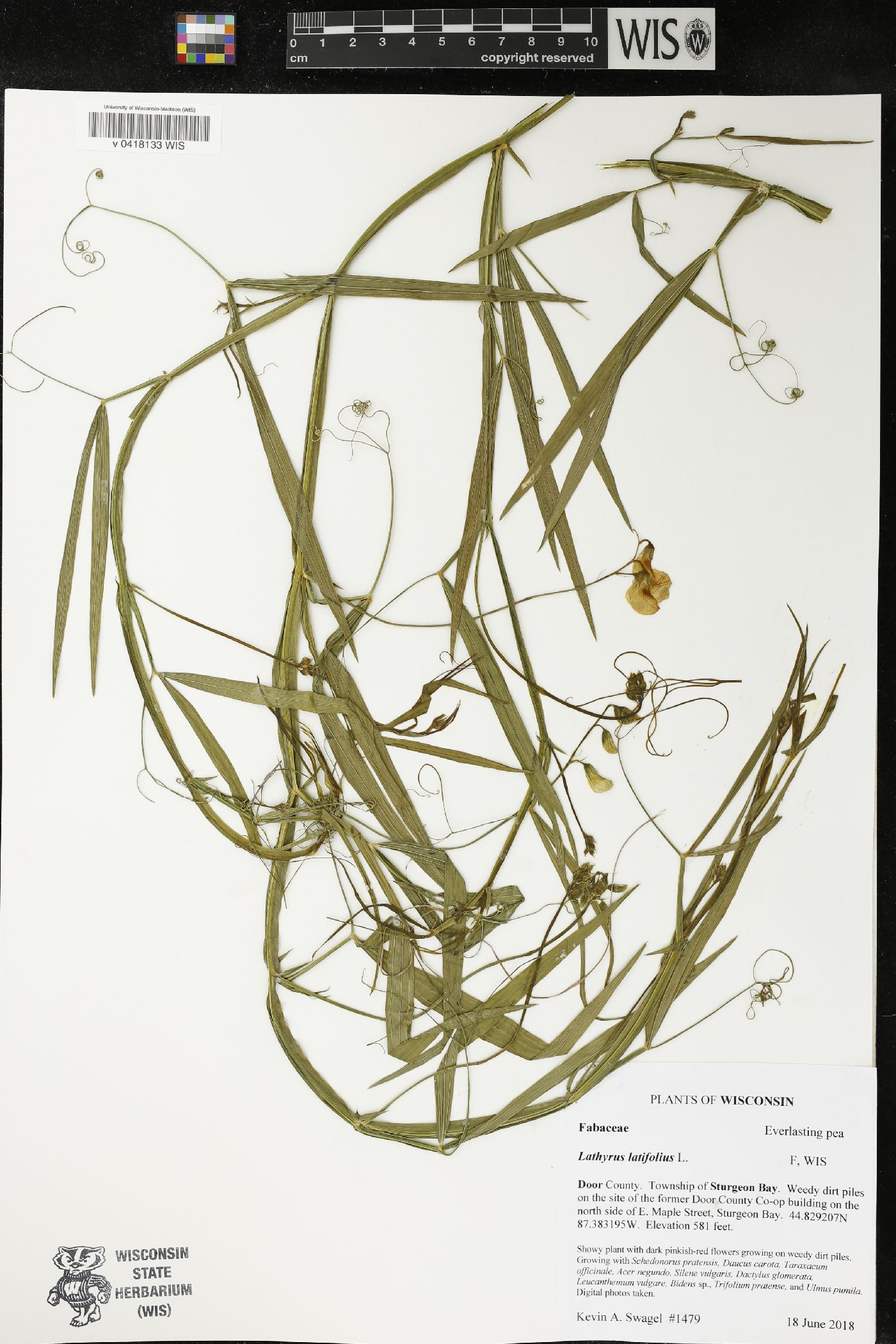 Lathyrus latifolius image