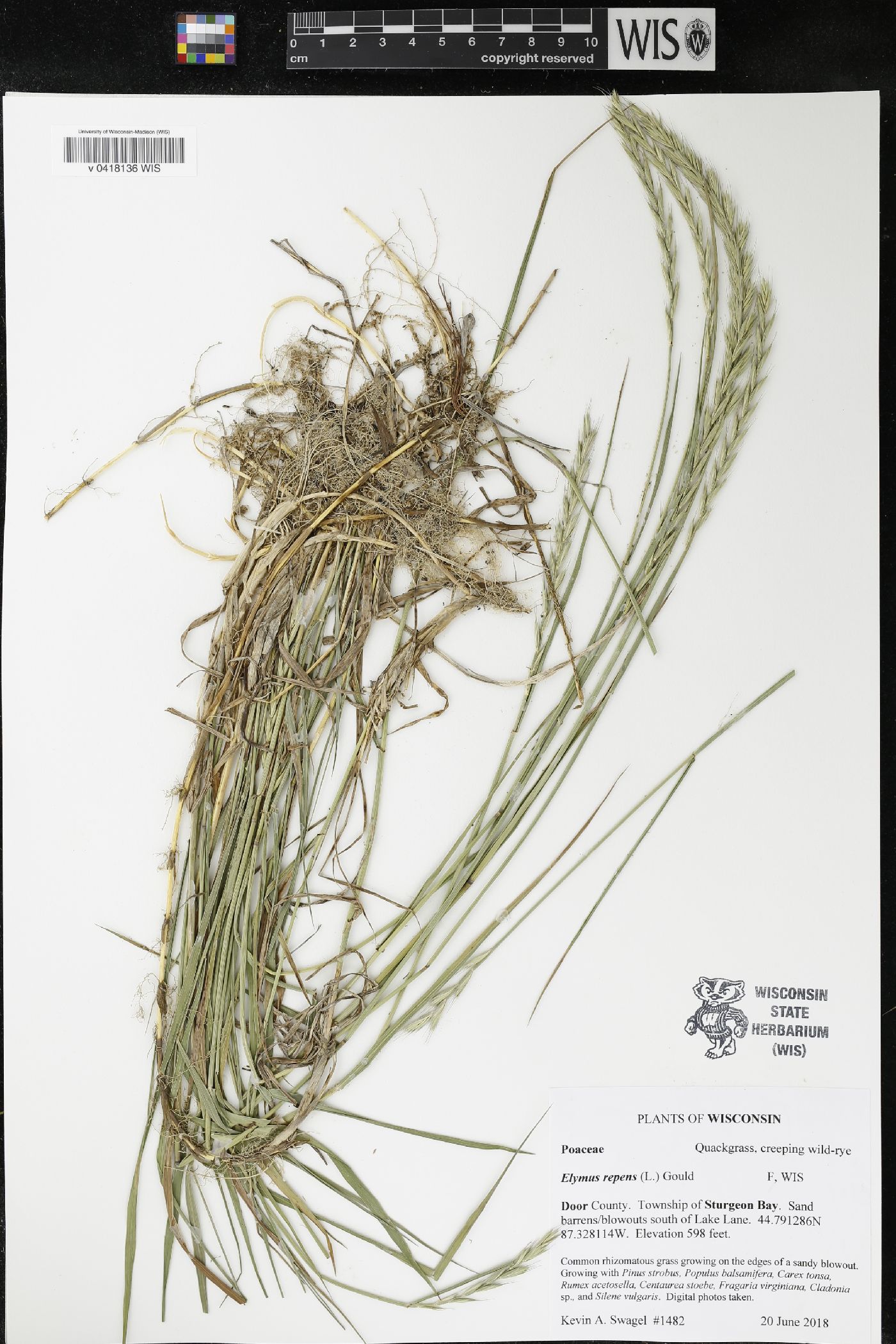 Elymus repens image