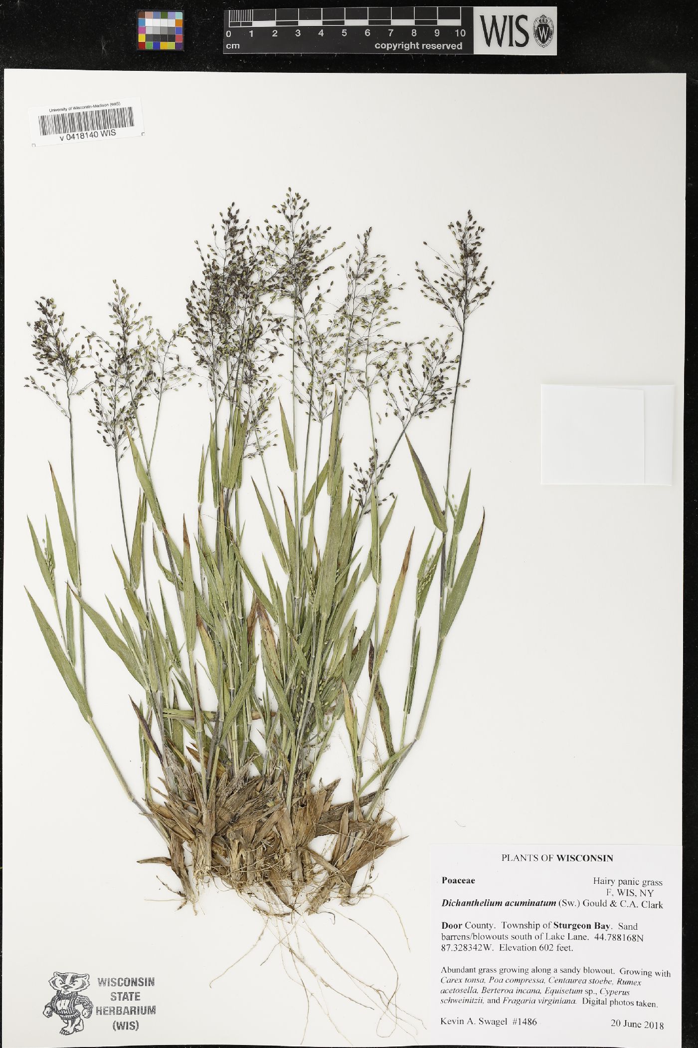 Dichanthelium acuminatum image