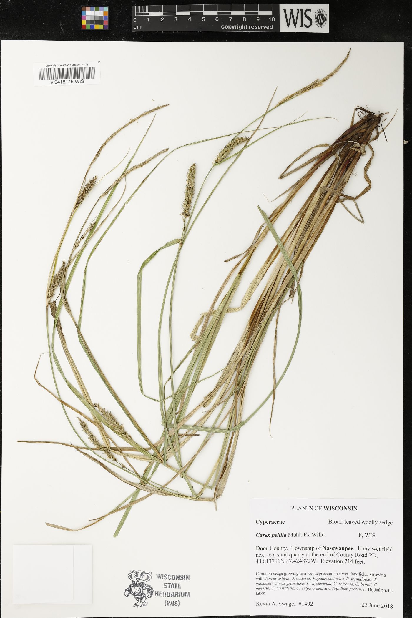 Carex pellita image