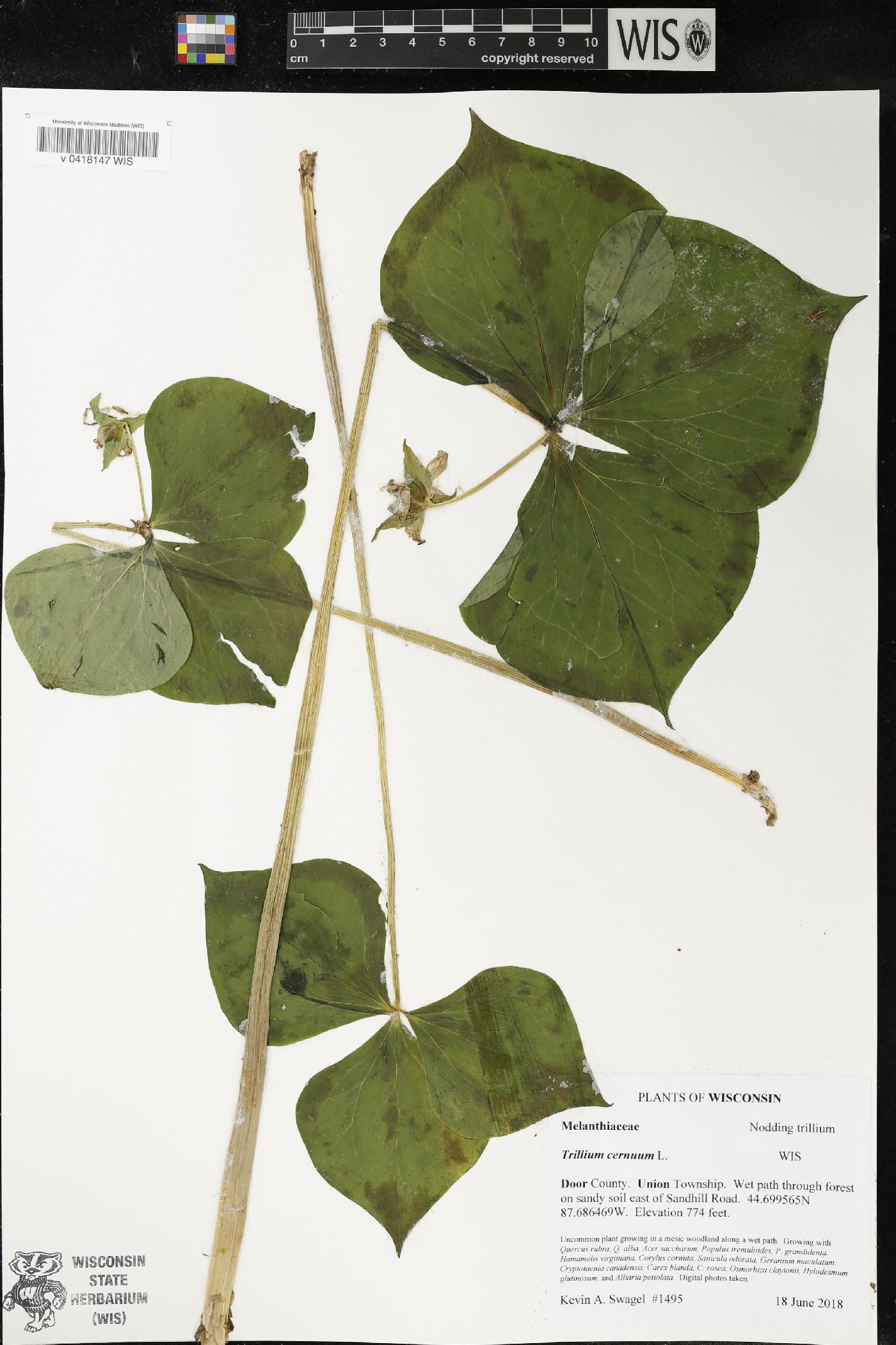 Trillium cernuum image