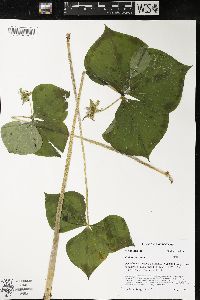 Trillium cernuum image