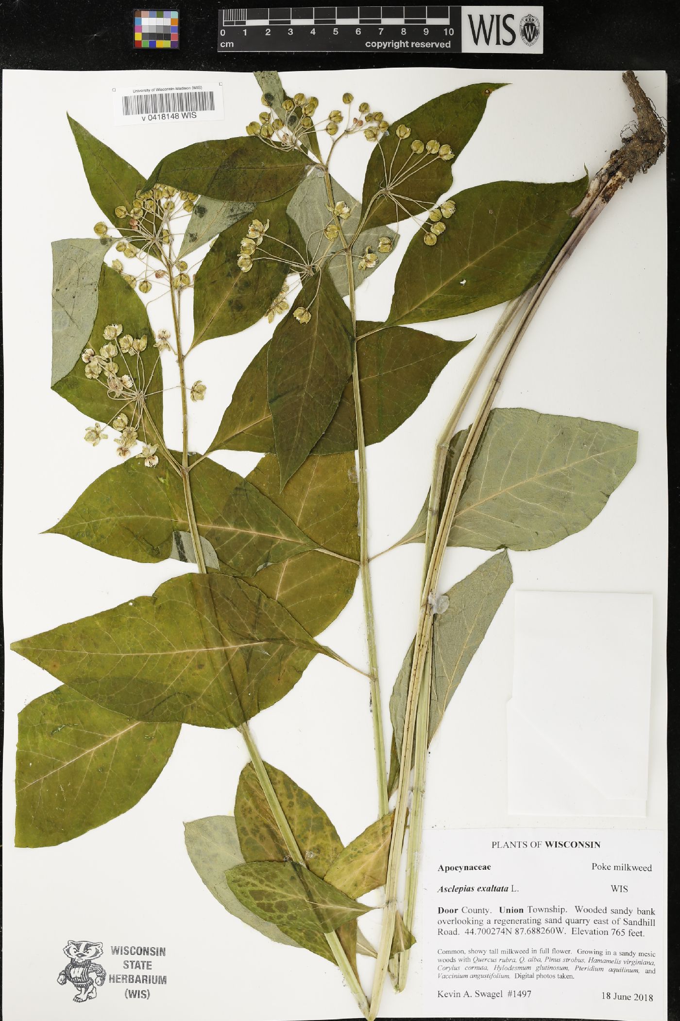 Asclepias exaltata image