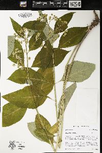 Asclepias exaltata image