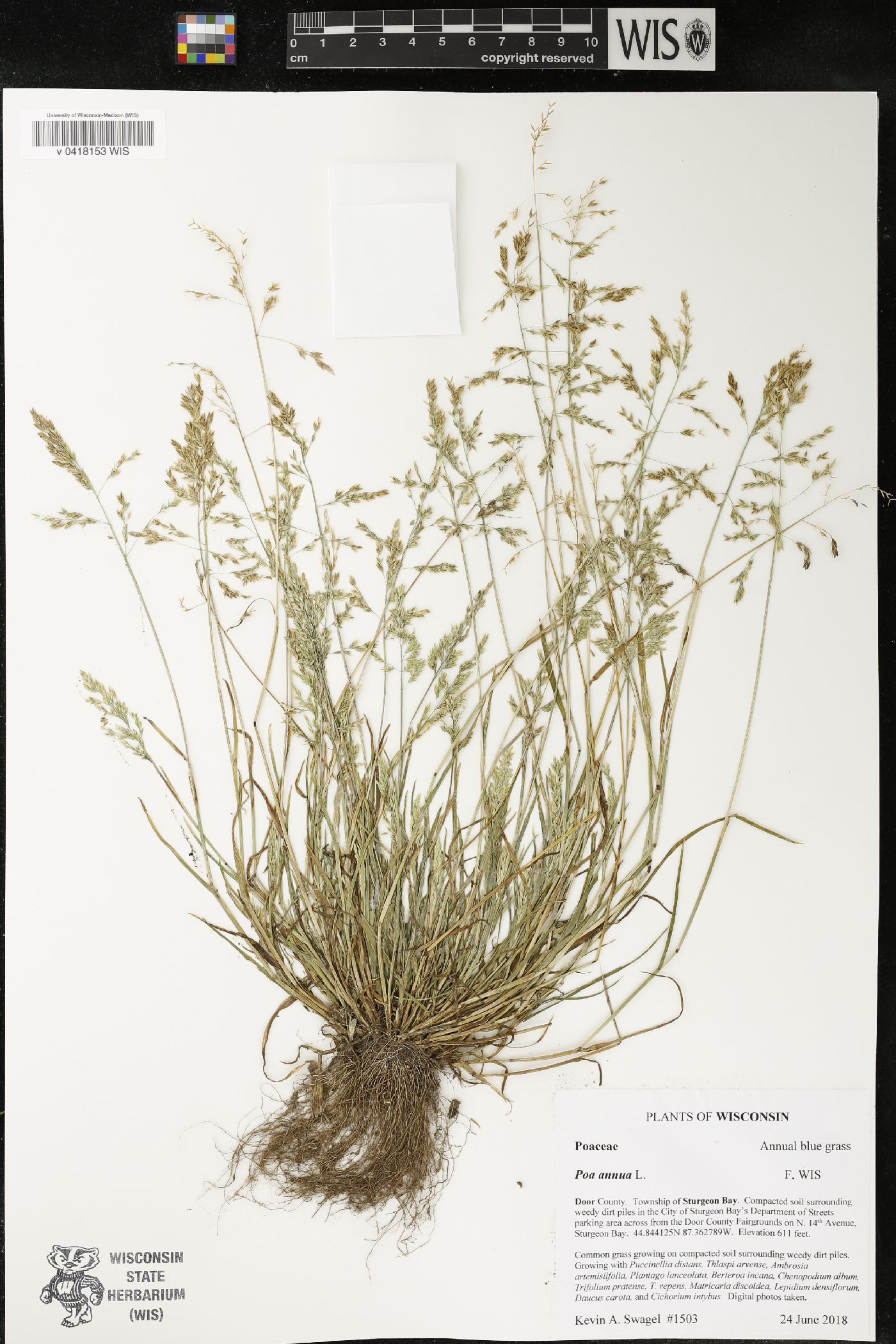 Poa annua image