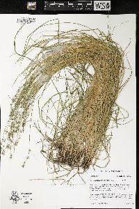 Carex radiata image