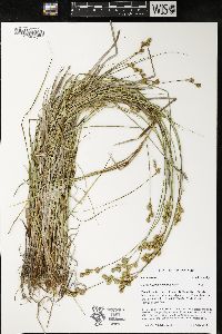 Carex merritt-fernaldii image