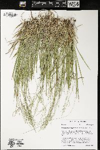 Dichanthelium linearifolium image