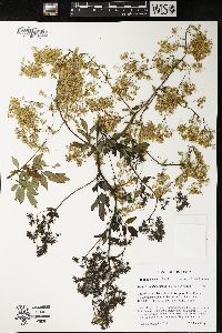 Thalictrum dasycarpum image