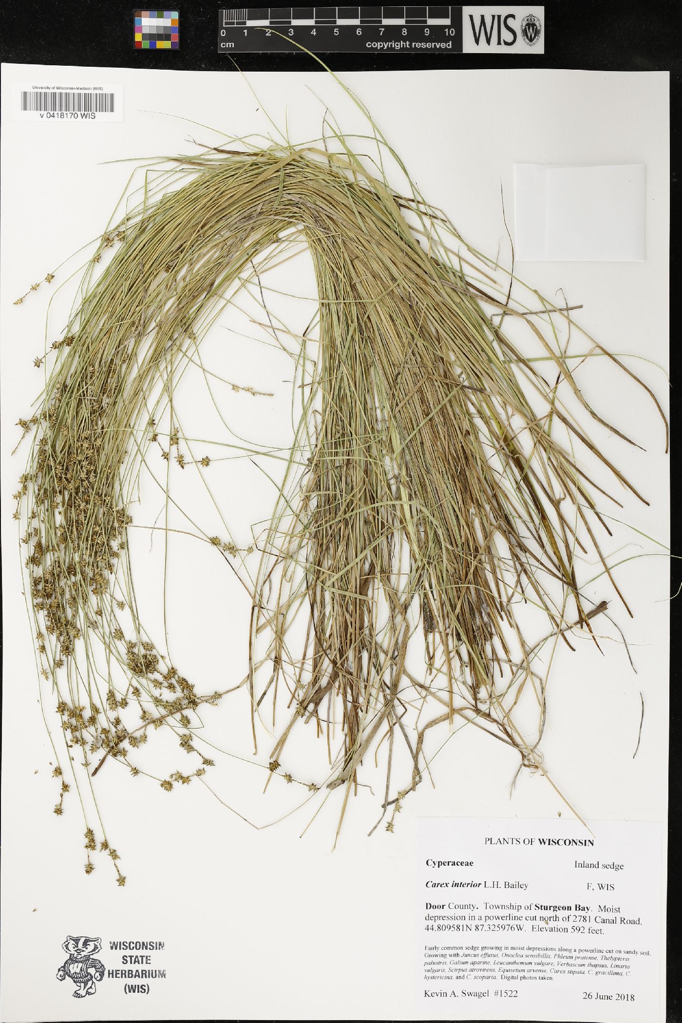 Carex interior image