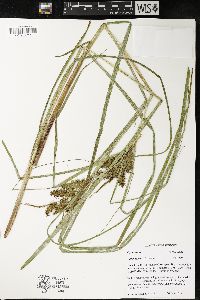 Carex retrorsa image