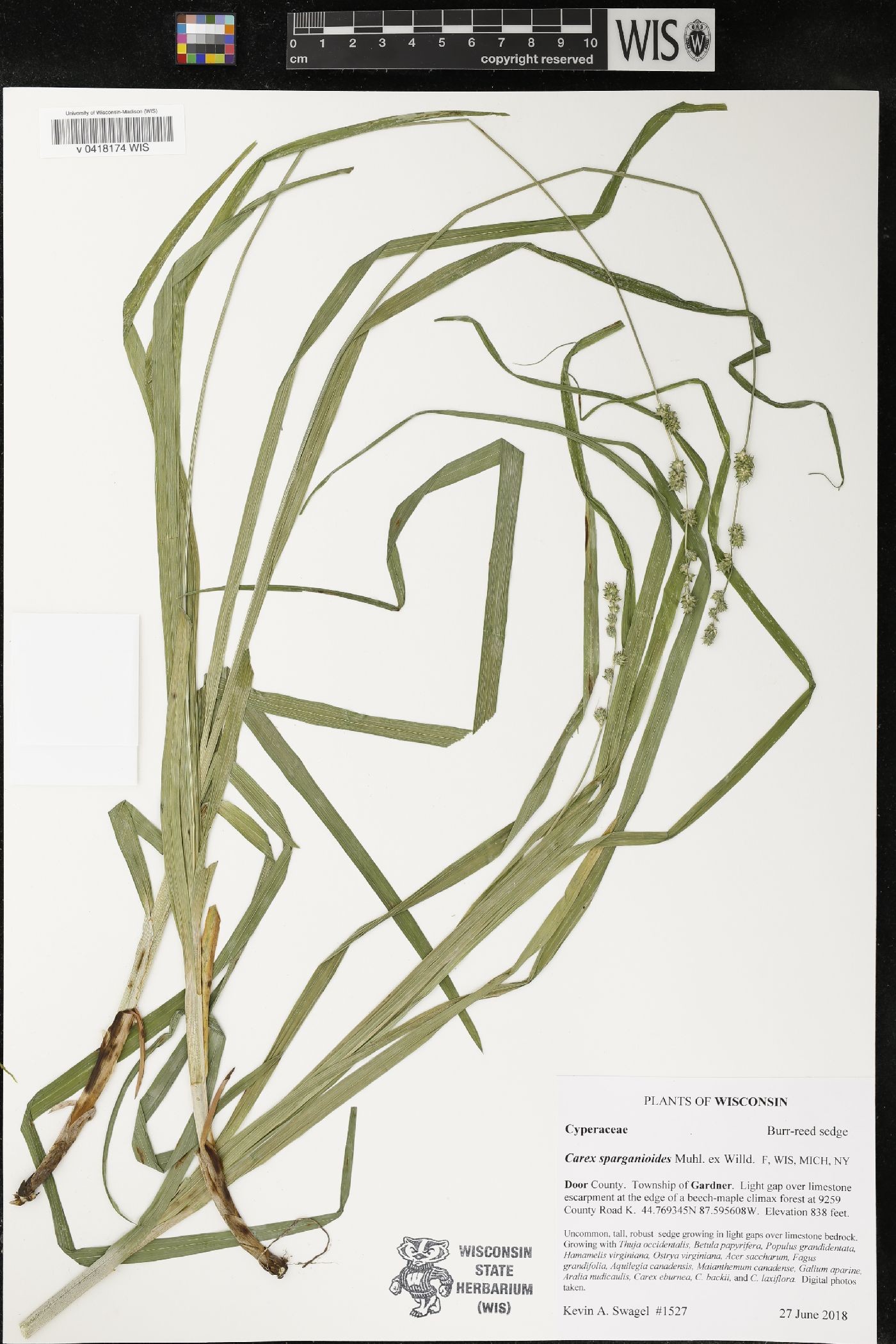 Carex sparganioides image