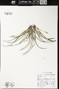 Carex backii image