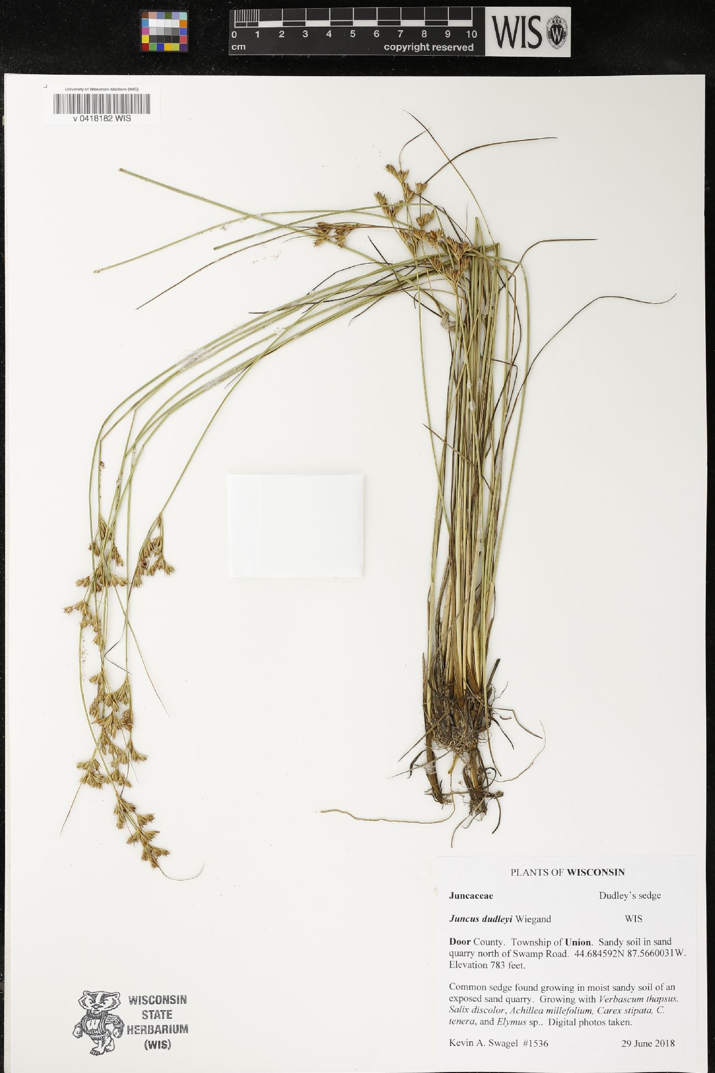 Juncus dudleyi image