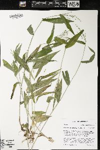 Dichanthelium latifolium image