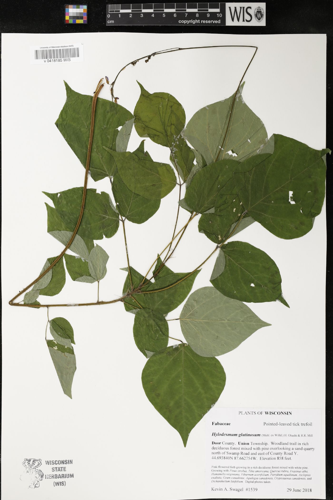 Hylodesmum glutinosum image
