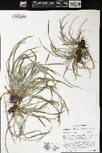 Carex backii image