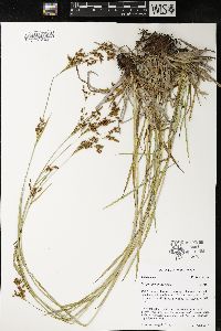 Scirpus pendulus image