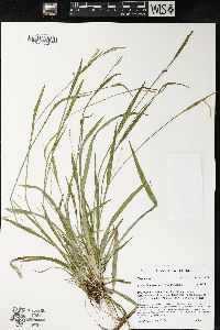 Carex leptonervia image