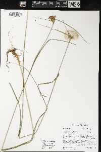 Eriophorum virginicum image