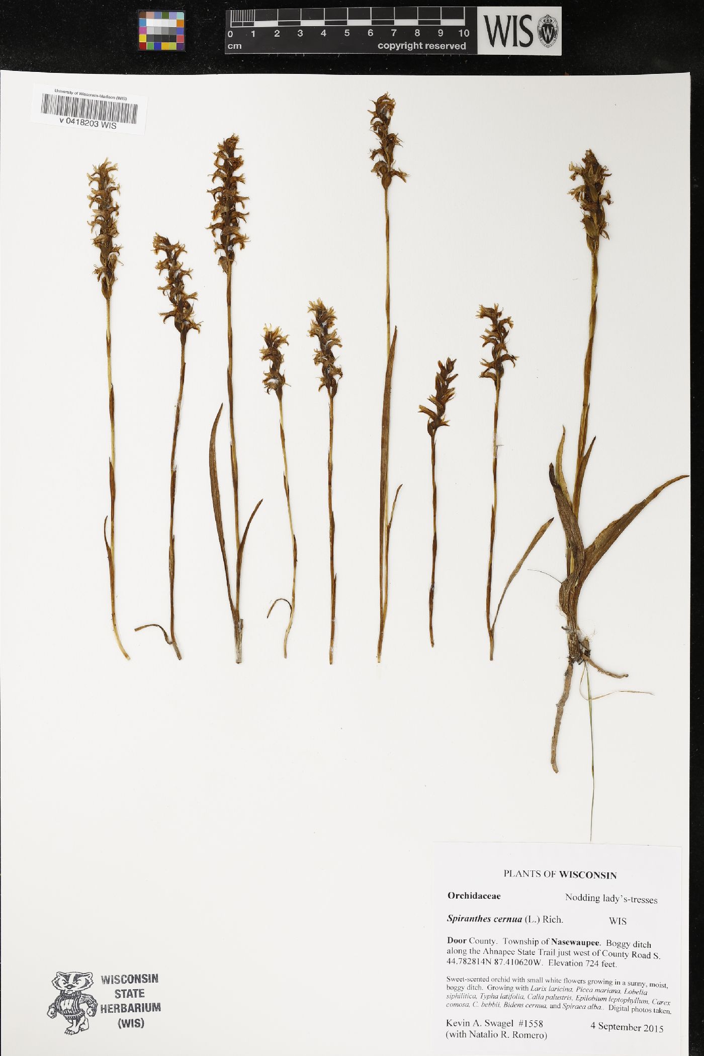 Spiranthes cernua image