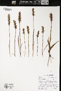 Spiranthes cernua image