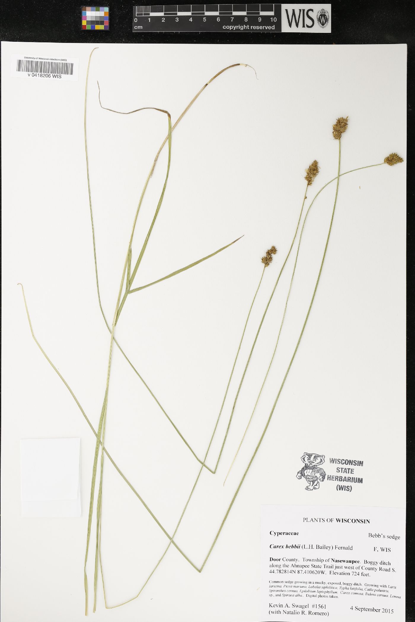 Carex bebbii image