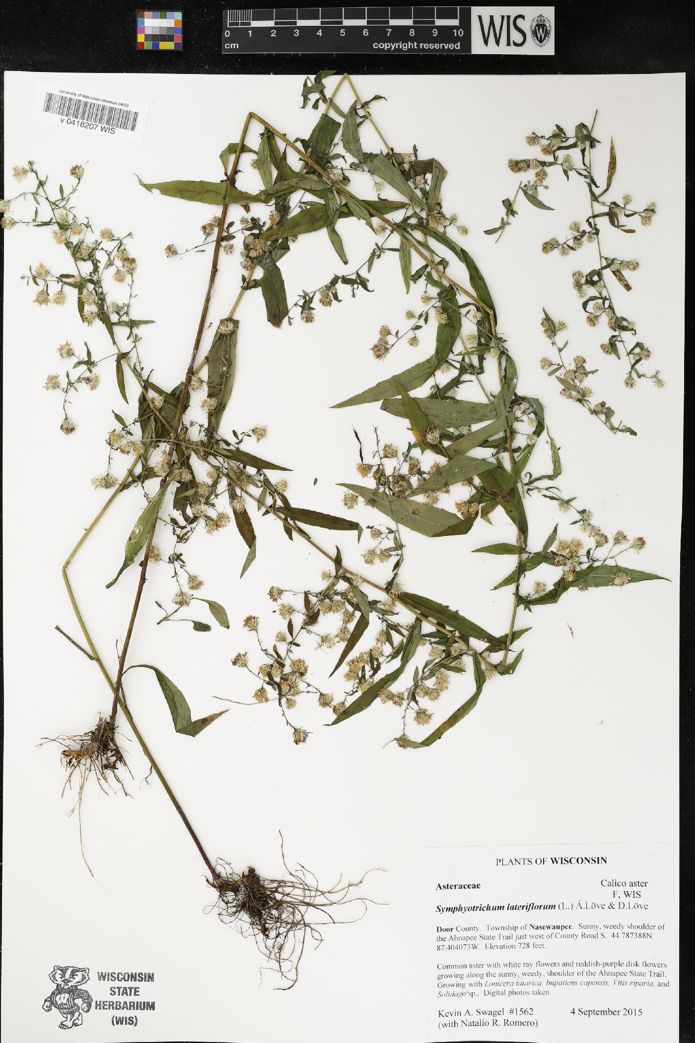 Symphyotrichum lateriflorum image