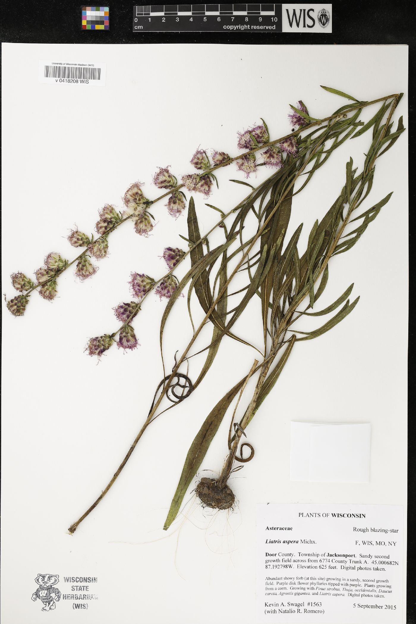 Liatris aspera image
