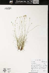 Carex eburnea image