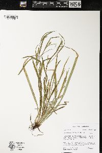 Carex leptonervia image