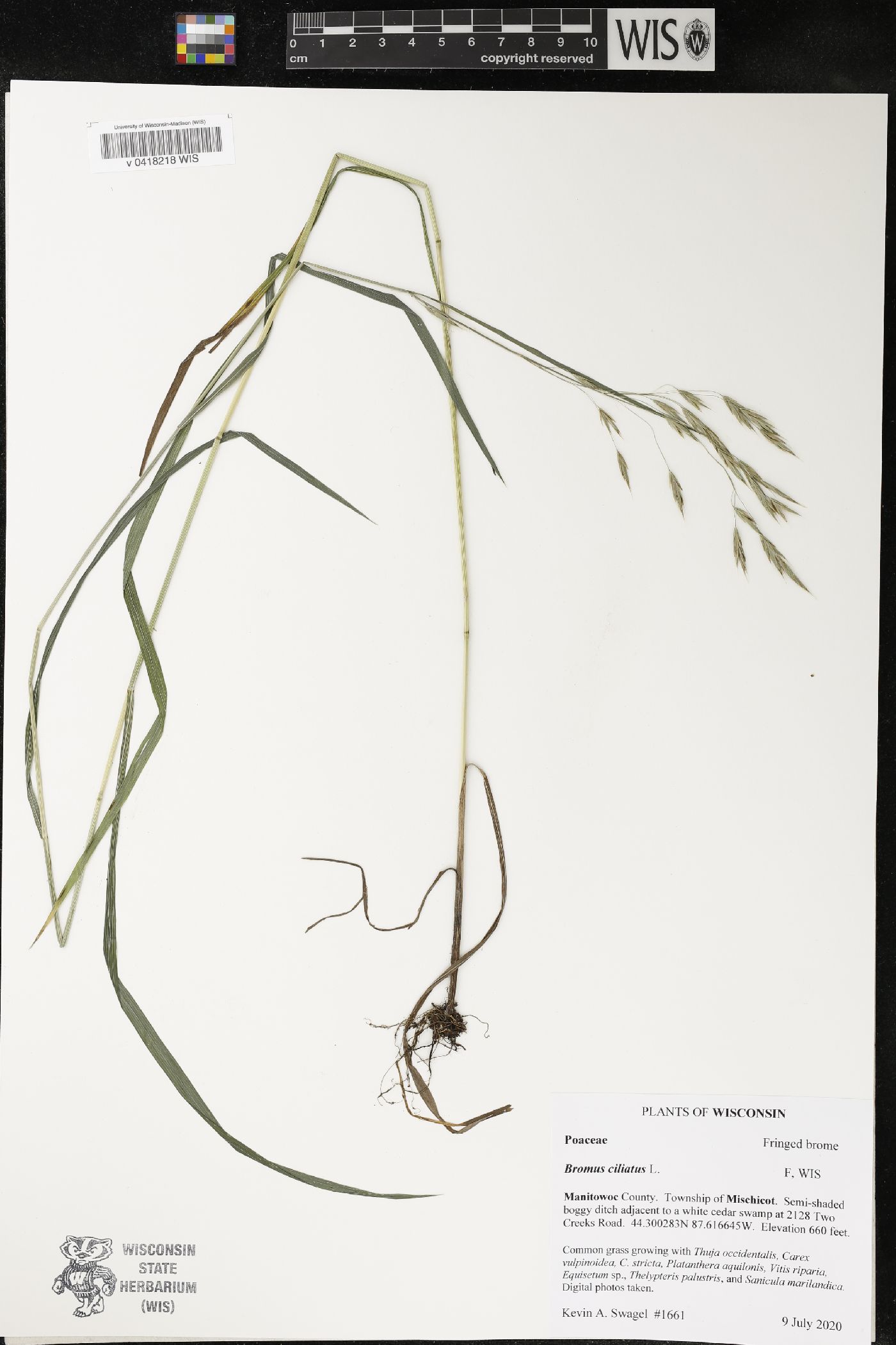Bromus ciliatus image