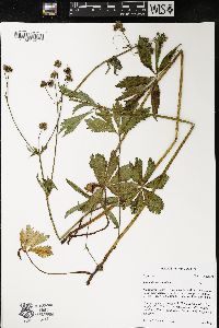 Sanicula marilandica image