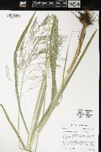 Glyceria grandis image