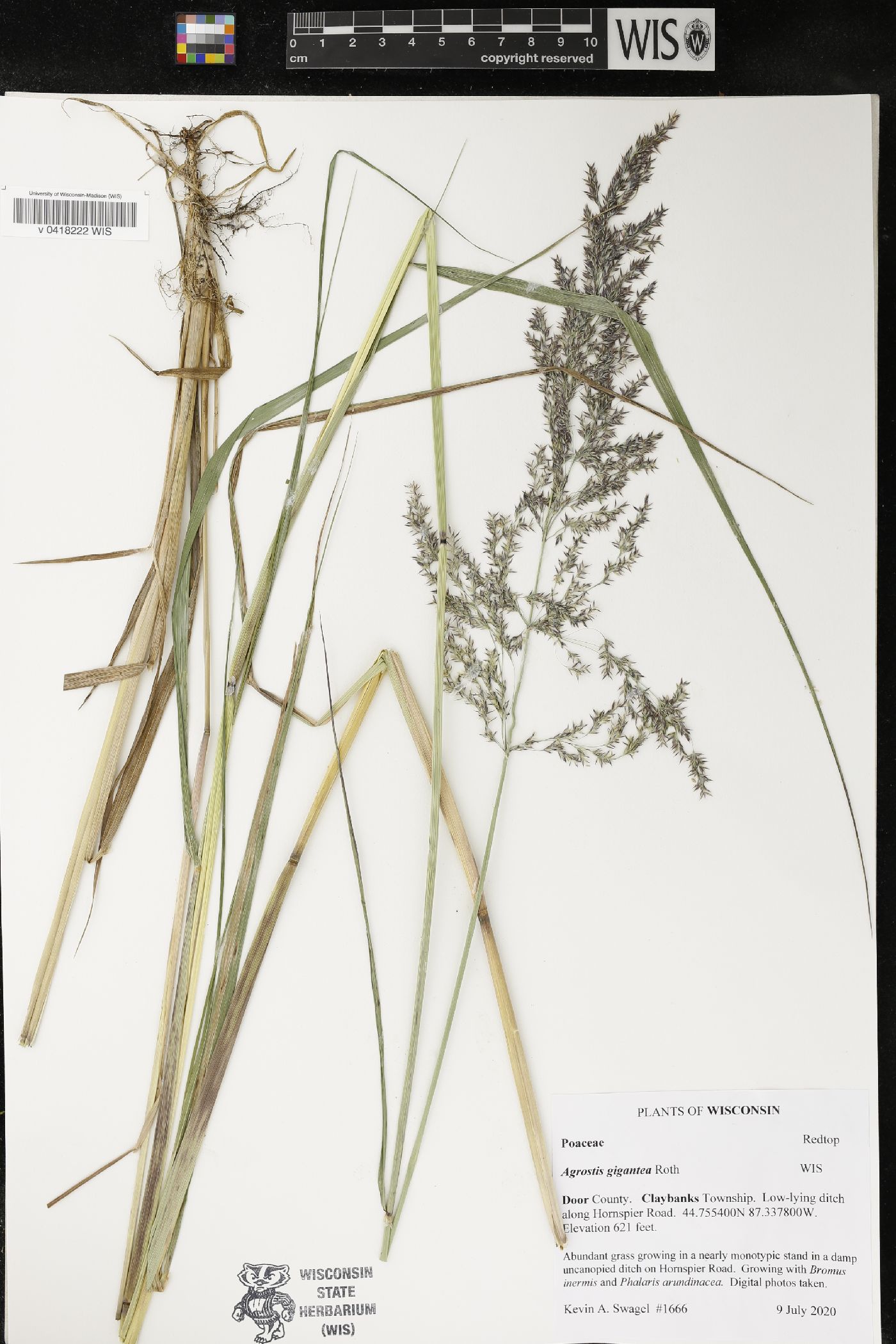 Agrostis gigantea image