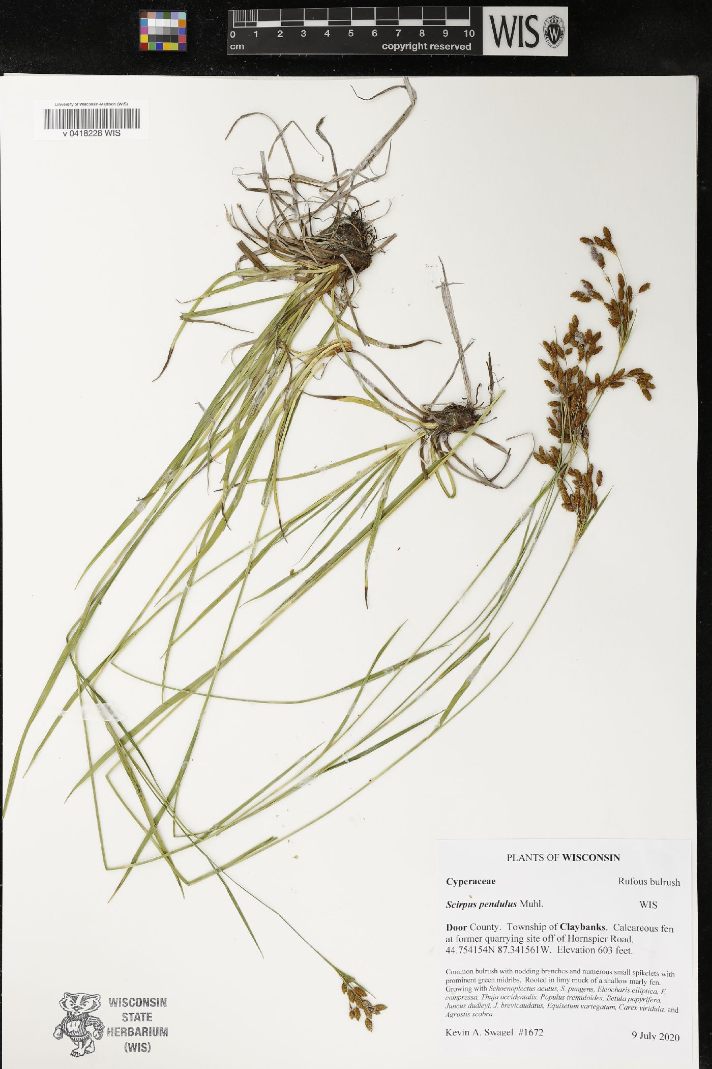 Scirpus pendulus image
