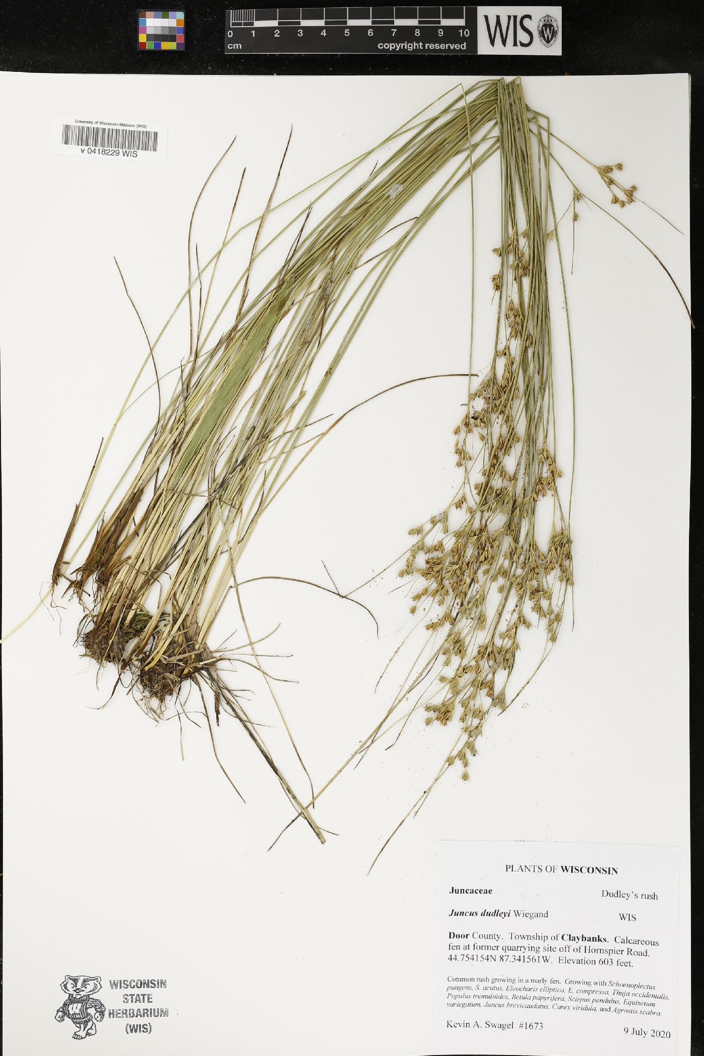 Juncus dudleyi image
