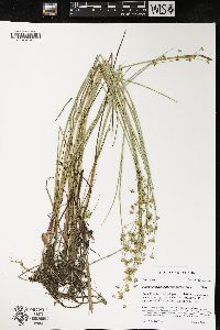 Juncus brevicaudatus image