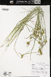 Carex flava image